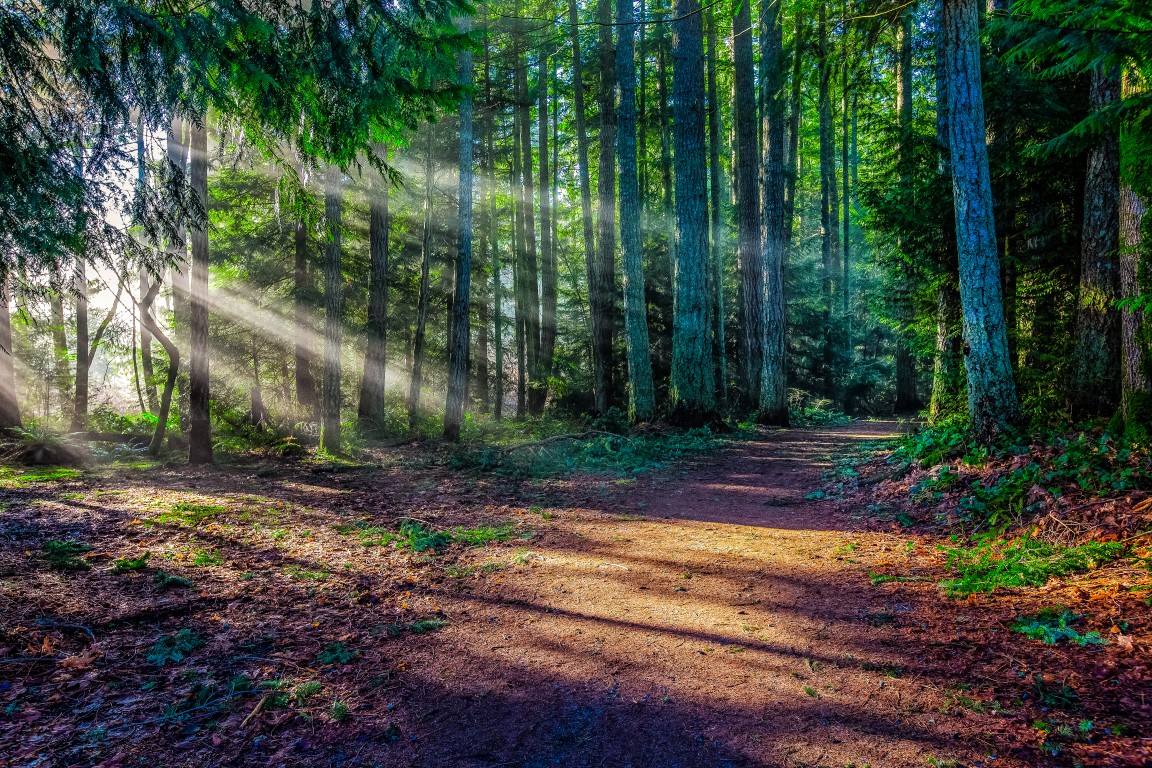 Path at Westwood Lake